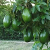 Choquette Avocado Tree – Grafted Live Plant – 3 Gallon Pot – Outdoor Fruit Tree - Cannot ship to CA - Image 1