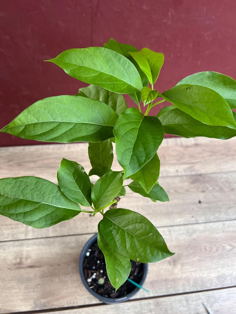 Choquette Avocado Tree Live Plant – Grafted Tropical Fruit Tree in 6 inch Pot - Cannot ship to CA - Image 2