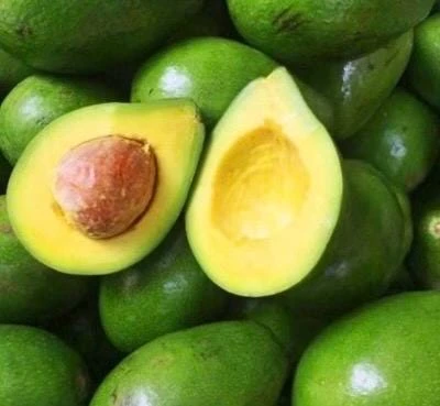 Choquette Avocado Tree Live Plant – Grafted Tropical Fruit Tree in 6 inch Pot - Cannot ship to CA - Image 1