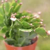 Christmas Cactus Live Plant - 4 & 6 Inch Pot - Indoor Flowering Holiday Gift - Image 1