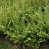 Christmas Fern 20 Rhizomes - Polystichum Acrostichoides Live Plant Outdoor - Image 1