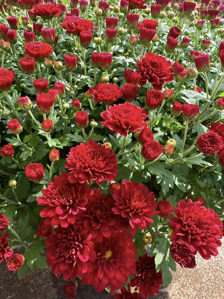 Chrysanthemum Live Plant – 1 Gallon Pot – Random Color – Outdoor - Image 1