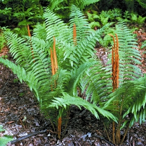 Cinnamon Fern Rhizomes – 10 Pack – Bareroot – Outdoor Shade Plant - Image 2