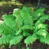 Cinnamon Fern Rhizomes – 10 Pack – Bareroot – Outdoor Shade Plant - Image 1