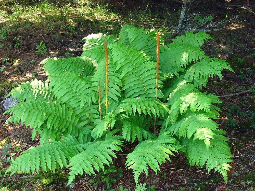 Cinnamon Fern Rhizomes – 10 Pack – Bareroot – Outdoor Shade Plant - Image 1