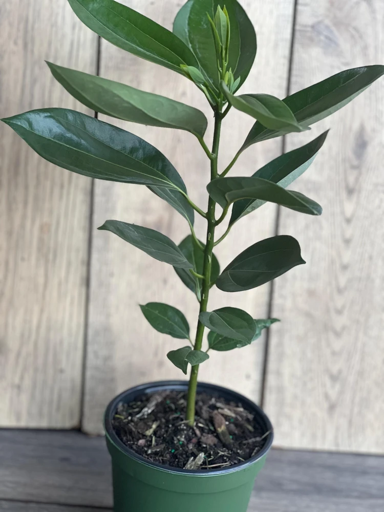 Cinnamon Tree Live Plant 6 inch Pot - Cinnamomum Zeylanicum Ceylon Spice - Cannot ship to CA - Image 2