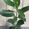 Cinnamon Tree Live Plant 6 inch Pot - Cinnamomum Zeylanicum Ceylon Spice - Cannot ship to CA - Image 1