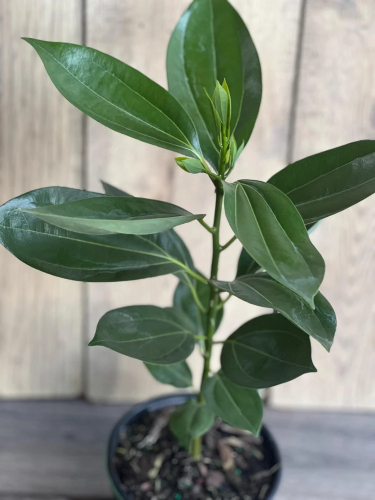 Cinnamon Tree Live Plant 6 inch Pot - Cinnamomum Zeylanicum Ceylon Spice - Cannot ship to CA - Image 1