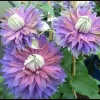 Clematis Diamantina Double Bloom Live Plant - Blue Pink Purple Flowers Vine - Image 1