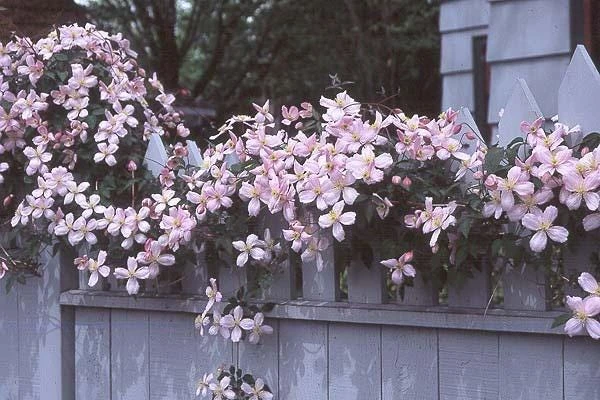 Clematis Montana Reubens Live Plant - Pink & White Vanilla Scented Vine - Image 2