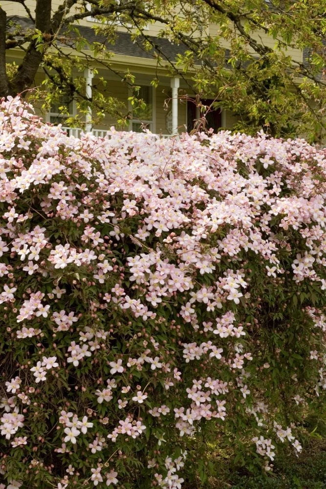 Clematis Montana Reubens Live Plant - Pink & White Vanilla Scented Vine - Image 3