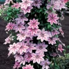 Clematis Nelly Moser Live Plant - Multi-Color Perennial Vine - Rooted Starter Plant - Image 1