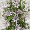 Clematis Samaritan Jo Live Plant - Light Pink Purple White Blooms, Vine, 2.5x4 inch Pot - Image 1