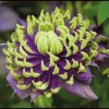 Clematis Taiga Double Bloom Vine Live Plant - Blue Purple Flowers, Perennial, USDA Zones 4-9 - Image 1