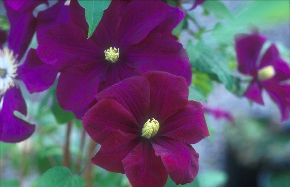Clematis Warsaw Nike Live Plant - Reddish-Purple Blooming Vine 6-10 ft Tall Perennial - Image 1