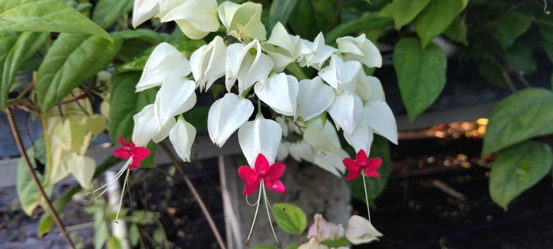 Clerodendrum thomsoniae Bleeding Heart Vine Live Plant - 4in Tall Starter - Red & White Flowers - Image 2