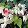 Clerodendrum thomsoniae Bleeding Heart Vine Live Plant - 4in Tall Starter - Red & White Flowers - Image 1