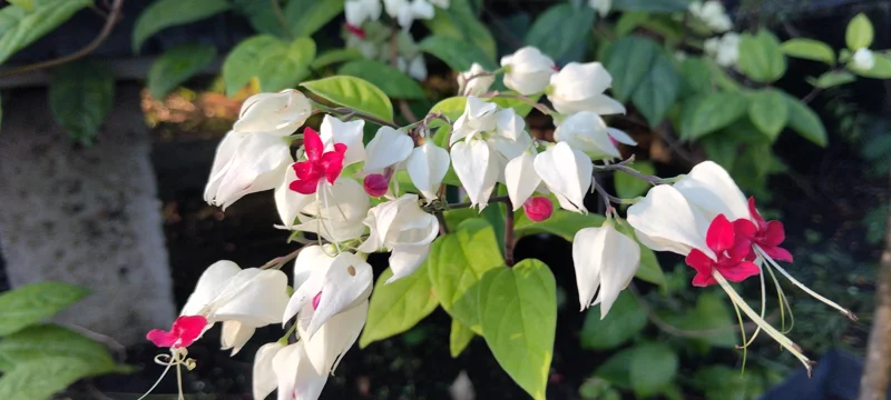 Clerodendrum thomsoniae Bleeding Heart Vine Live Plant - 4in Tall Starter - Red & White Flowers - Image 1