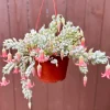Cliff Cotyledon Pendens Live Plant - Trailing Succulent, Pinkish Foliage, Easy Care, Indoor/Outdoor - Image 1