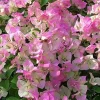 Coconut Ice Bougainvillea Vine Live Plant - 3-6" Tall Tropical Flowering Outdoor - Image 1