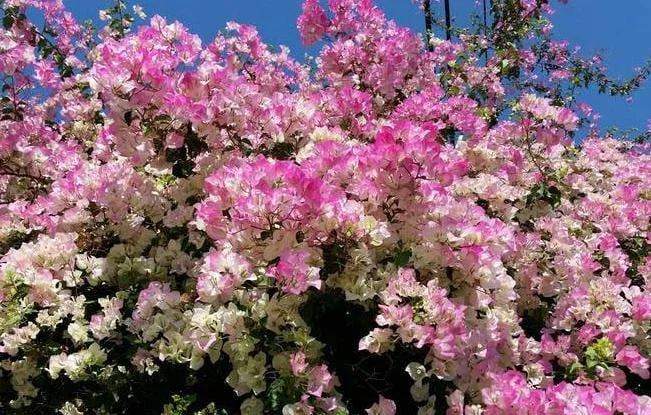Coconut Ice Bougainvillea Vine Live Plant - 3-6" Tall Tropical Flowering Outdoor - Image 2
