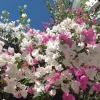 Coconut Ice Bougainvillea Vine Plant - 3-6" Tall Tropical Flowering Live Plant - Image 1