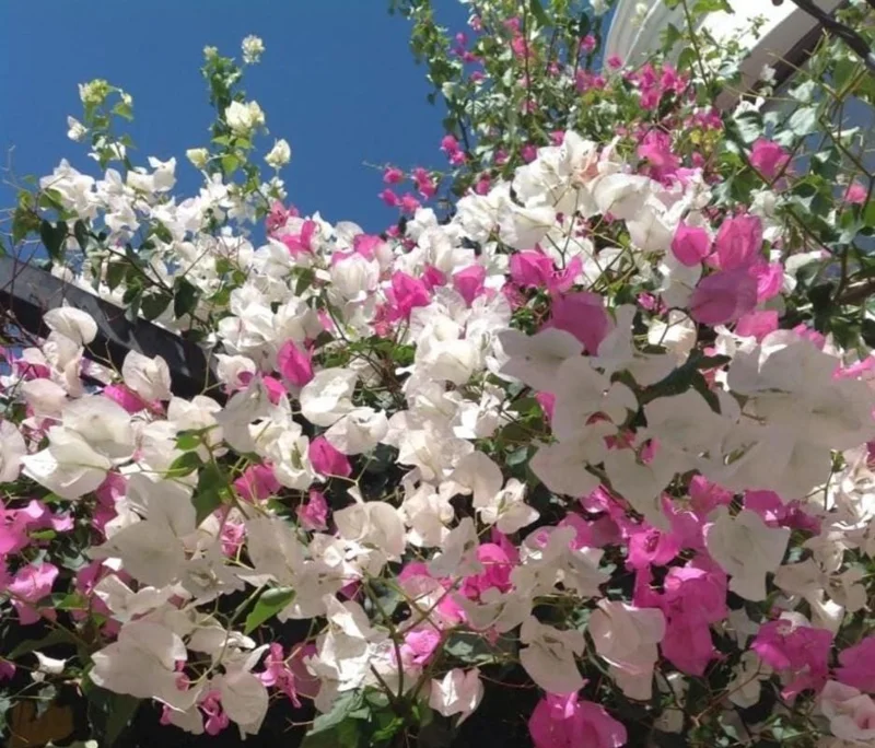 Coconut Ice Bougainvillea Vine Plant - 3-6" Tall Tropical Flowering Live Plant - Image 1