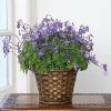 Concord Blue Streptocarpella Live Plant - Blue Orchid-like Flowers - Perennial - Image 1
