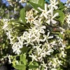 Confederate Jasmine Live Plant – Star Jasmine Vine – 6 inch Pot – Outdoor - Cannot ship to CA - Image 1