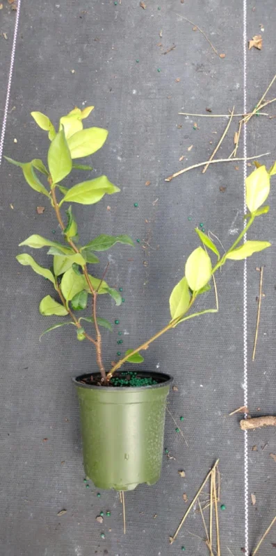 Confederate Star Jasmine Live Plant – 4 inch Pot – Fragrant Evergreen Vine – Indoor/Outdoor - Image 2