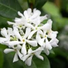 Confederate Star Jasmine Live Plant – 4 inch Pot – Fragrant Evergreen Vine – Indoor/Outdoor - Image 1