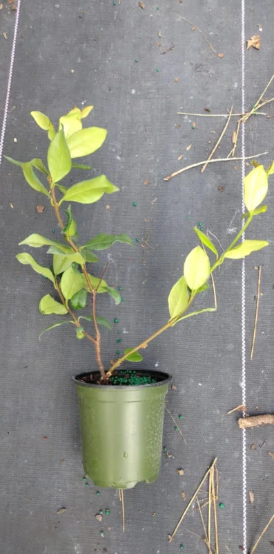 Confederate Star Jasmine Live Plant - Fragrant Evergreen Vine, 4 inch Pot, Indoor/Outdoor - Image 2