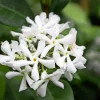 Confederate Star Jasmine Live Plant - Fragrant Evergreen Vine, 4 inch Pot, Indoor/Outdoor - Image 1