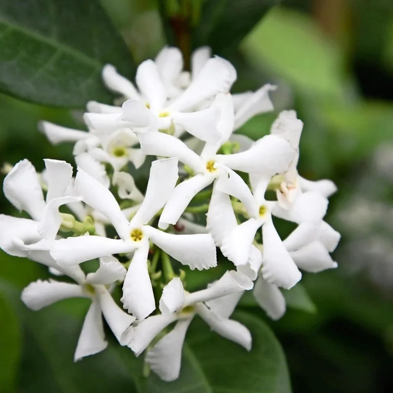 Confederate Star Jasmine Live Plant - Fragrant Evergreen Vine, 4 inch Pot, Indoor/Outdoor - Image 1