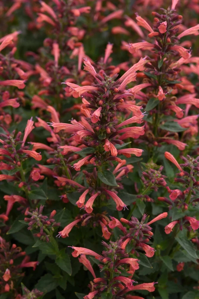 Coral Kudos Agastache Live Plant – Perennial – Coral-Orange Flowers – Zones 5-10 - Image 2