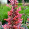 Coral Kudos Agastache Live Plant – Perennial – Coral-Orange Flowers – Zones 5-10 - Image 1