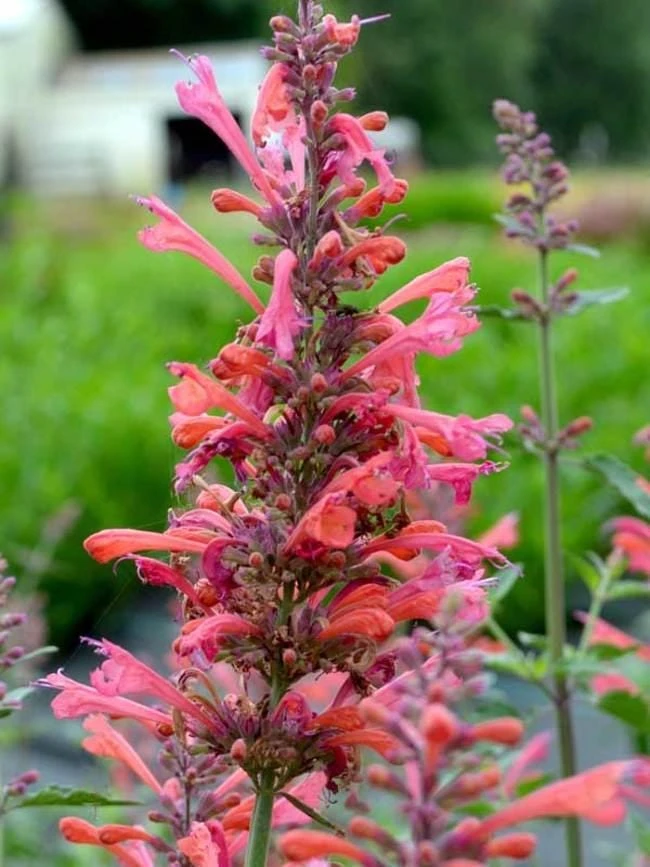 Coral Kudos Agastache Live Plant – Perennial – Coral-Orange Flowers – Zones 5-10 - Image 1
