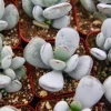 Cotyledon Orbiculata Live Plant – White Succulent – Rare – 2 inch Pot - Image 1