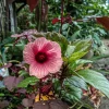 Cranberry Hibiscus Live Plant - Edible Leaves, Vibrant Foliage, Fast Growing - Image 1