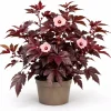 Cranberry Hibiscus Live Plant – Hibiscus Acetosella Starter 4-6 Inches Tall, Red Foliage, Indoor/Outdoor - Image 1