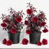 Cranberry Hibiscus Live Plant, Pack of 2, 4-6 Inches Tall, Red Foliage - Image 1