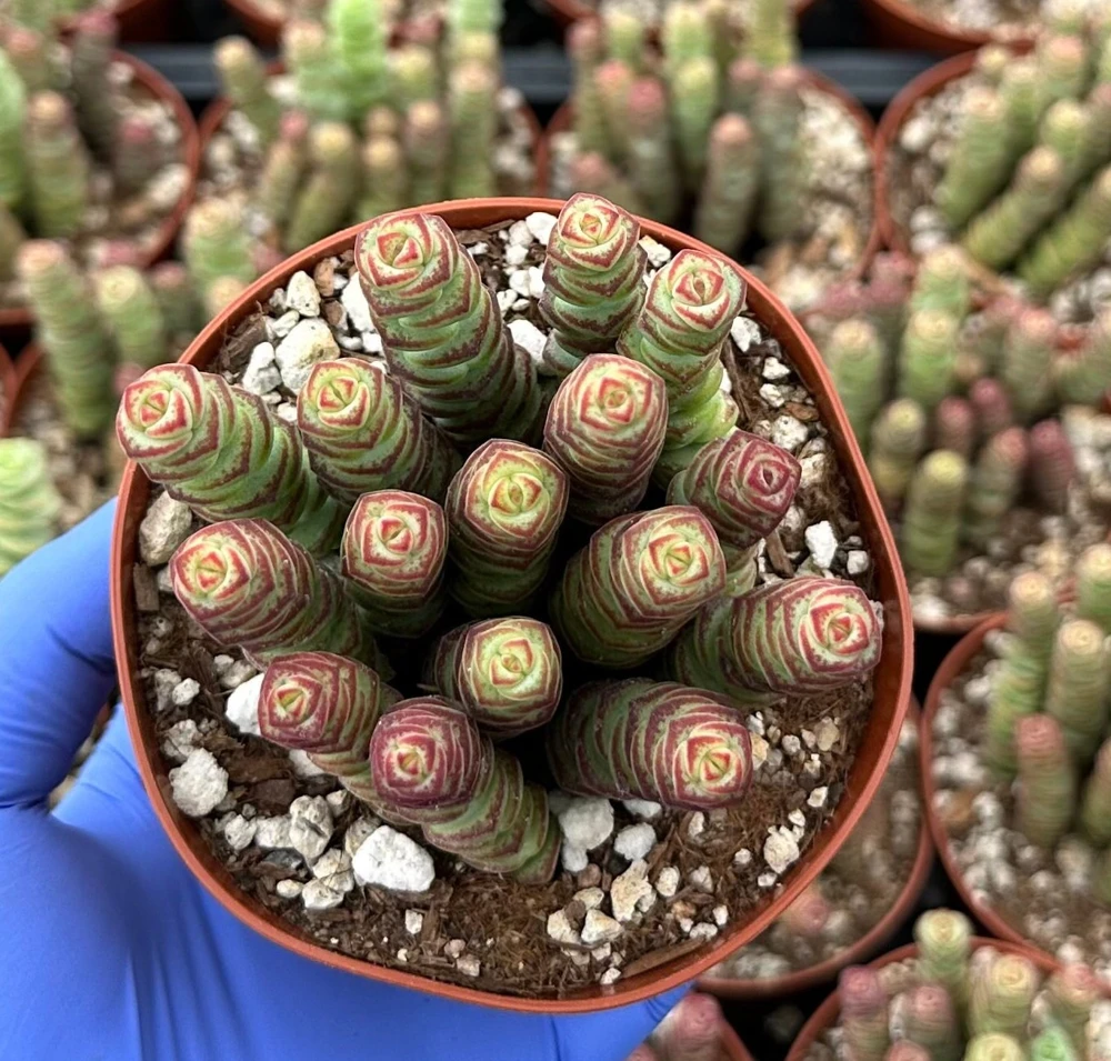 Crassula Baby Necklace Succulent Live Plant - Trailing, Easy Care, 2-4 inch Pot - Image 2