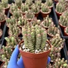 Crassula Baby Necklace Succulent Live Plant - Trailing, Easy Care, 2-4 inch Pot - Image 1