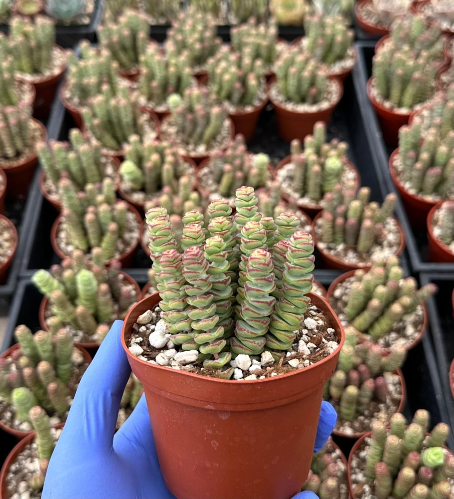 Crassula Baby Necklace Succulent Live Plant - Trailing, Easy Care, 2-4 inch Pot - Image 1