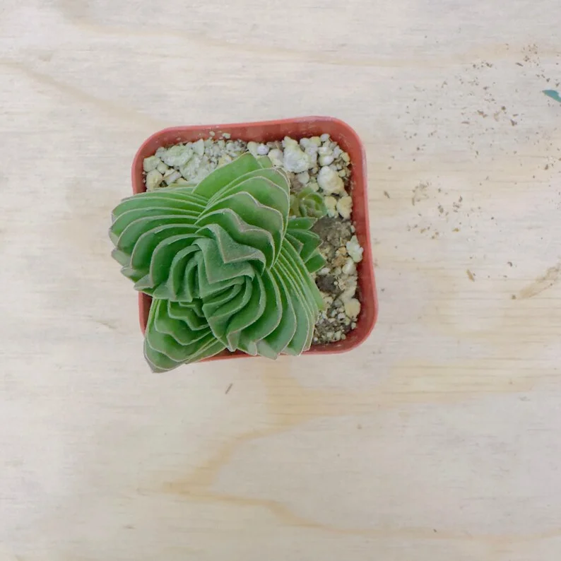 Crassula Buddha's Temple Succulent Live Plants - Set of 2, 3.25in Pot, Indoor - Image 2