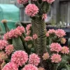 Crassula Buddha's Temple Succulent Live Plants - Set of 2, 3.25in Pot, Indoor - Image 1