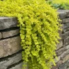 Creeping Jenny Live Plant - Moneywort Groundcover - Hardy Perennial - Image 1