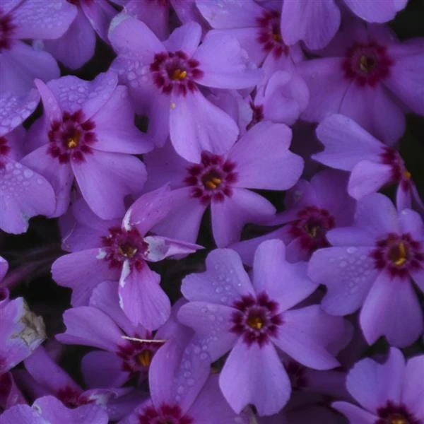 Creeping Phlox Eye Shadow Live Plant - Purple Flowers, Ground Cover, Zones 3-9 - Image 2