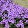 Creeping Phlox Eye Shadow Live Plant - Purple Flowers, Ground Cover, Zones 3-9 - Image 1