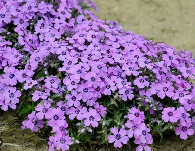 Creeping Phlox Eye Shadow Live Plant - Purple Flowers, Ground Cover, Zones 3-9 - Image 1